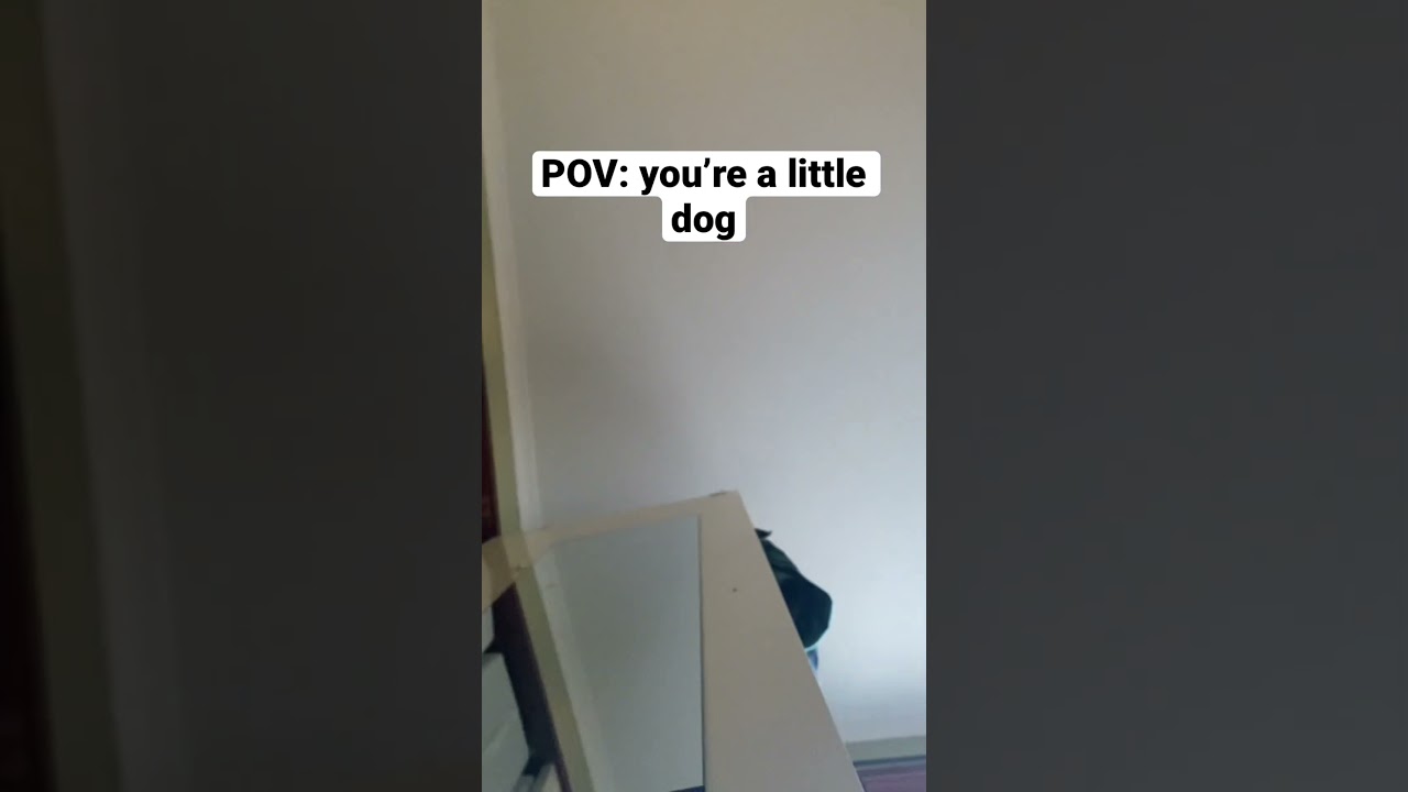 POV: you’re a small dog running from everyone 