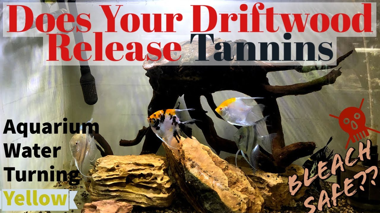 Is Tannin Harmful For Planted Tank ? Why Aquarium Water Turns Yellow