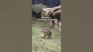 Imagine a Capybara Keycap 😍 IG:jsetups  #keycaps #capybara #mechanicalkeyboard