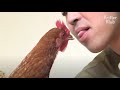 Orphaned Chicken Acts Like A Dog To Her New Family | Kritter Klub