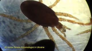 Ужас! Клещи Под Микроскопом: Клещи Parasitus на Шампиньонах на Рынке в Киеве, Украина Ужас! Клещи Под Микроскопом: Клещи Parasitus на Шампиньонах на Рынке в Киеве, Украина