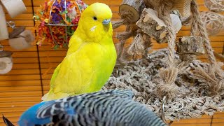 7 Hours Of Relaxing Budgie Sounds