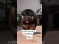 # Bk pet Zone # Long cot German shepherd male puppy for sale (8920196052) #youtube #shorts #like