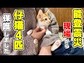 【保護仔猫】能登地震の震災現場から、風邪をひいてる子猫4匹を保護しました
