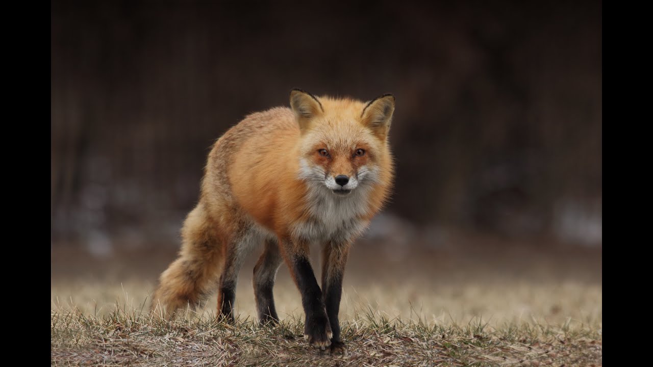 Wild Turkeys Chase Away Fox! YouTube