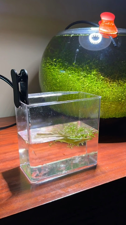 How to drip acclimate shrimp and fish