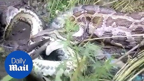 Amazing video of a giant python swallowing a jackal whole - Daily Mail