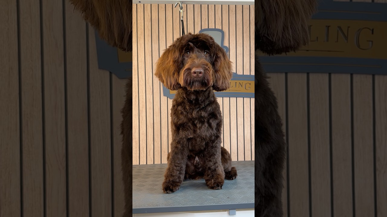 Doggy Daily Episode 502: Lando the Cockapoo 🐾 