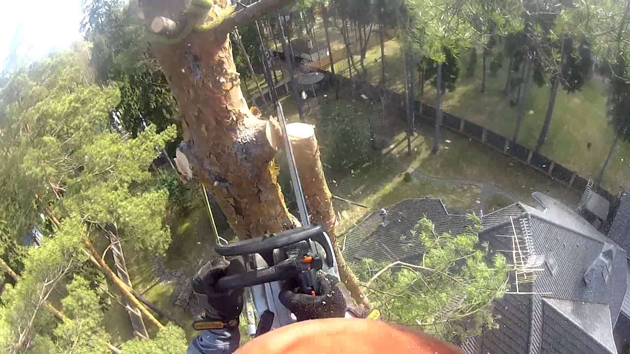 Tree falls in central park