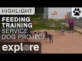 Feeding Training at Puppy Hill - Service Dog Project - Live Cam Highlight