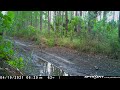 Trail Cam Video Footage - Green Swamp Wildlife Management - Spring Turkey Hunting Season - 2021