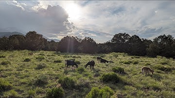 ⚡ Lightning Goats ⚡ Live Goat Feeder