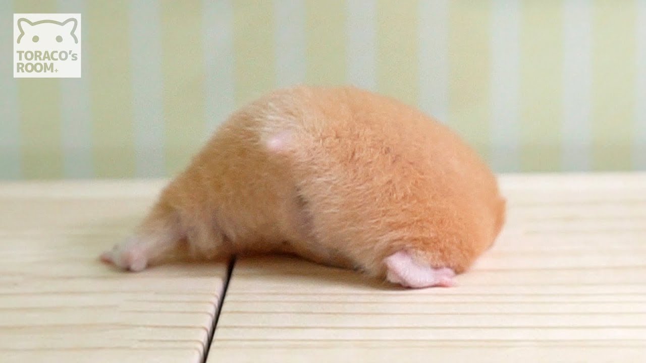 ハムケツ祭りだとらこさん ハムスター キンクマ Buttocks Of The Hamster Toraco Youtube