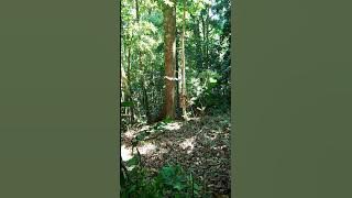 suara pikat cucak ijo,asli hutan,,!!