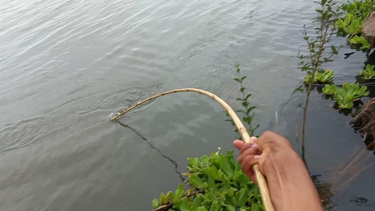 Pescaria de corvinas gigantes no bambu e veja o tamanho do Dourado que entrou gigantesco 
