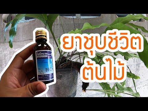 ชุบชีวิตต้นไม้ ด้วยไฮโดรเจนเปอร์ออกไซด์