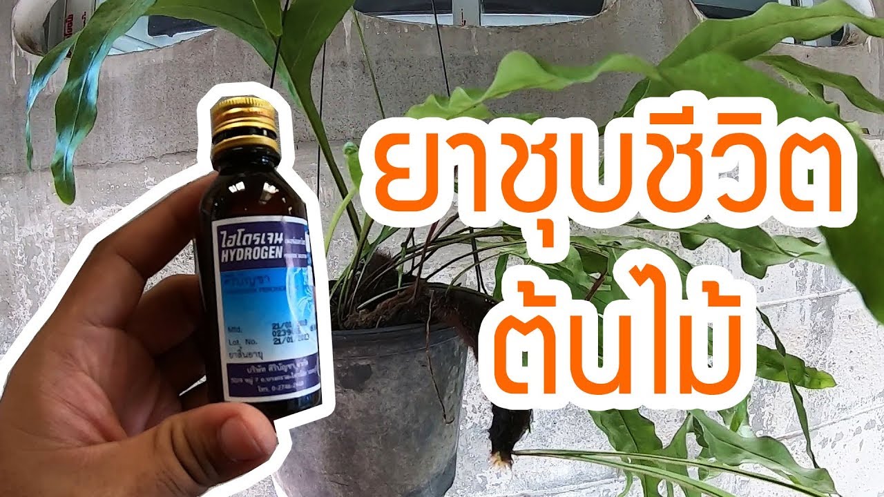 ชุบชีวิตต้นไม้ ด้วยไฮโดรเจนเปอร์ออกไซด์