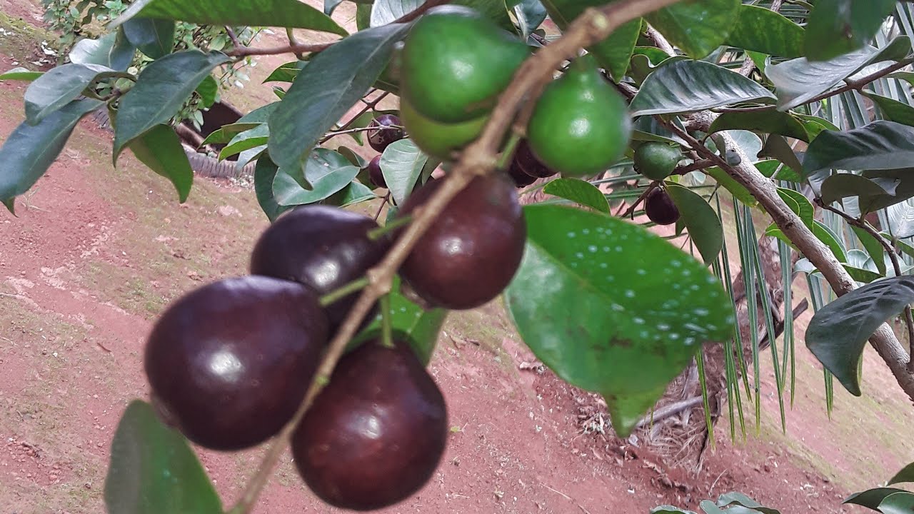 Arasar Roxo ARAÇÁ ROXO PRODUZINDO - YouTube