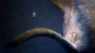 My dog Roxy wagging her tail while asleep 2012 (volume up)