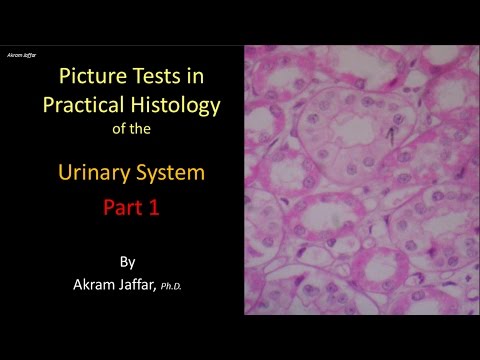 Picture tests in histology of the renal system 1