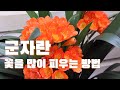 군자란 기르기/꽃을 피게 하려면 꼭 알아야 하는 일들