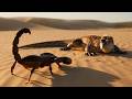 Deathstalker Scorpion - Speed, Strength, Weight, Wiki, Facts & More.