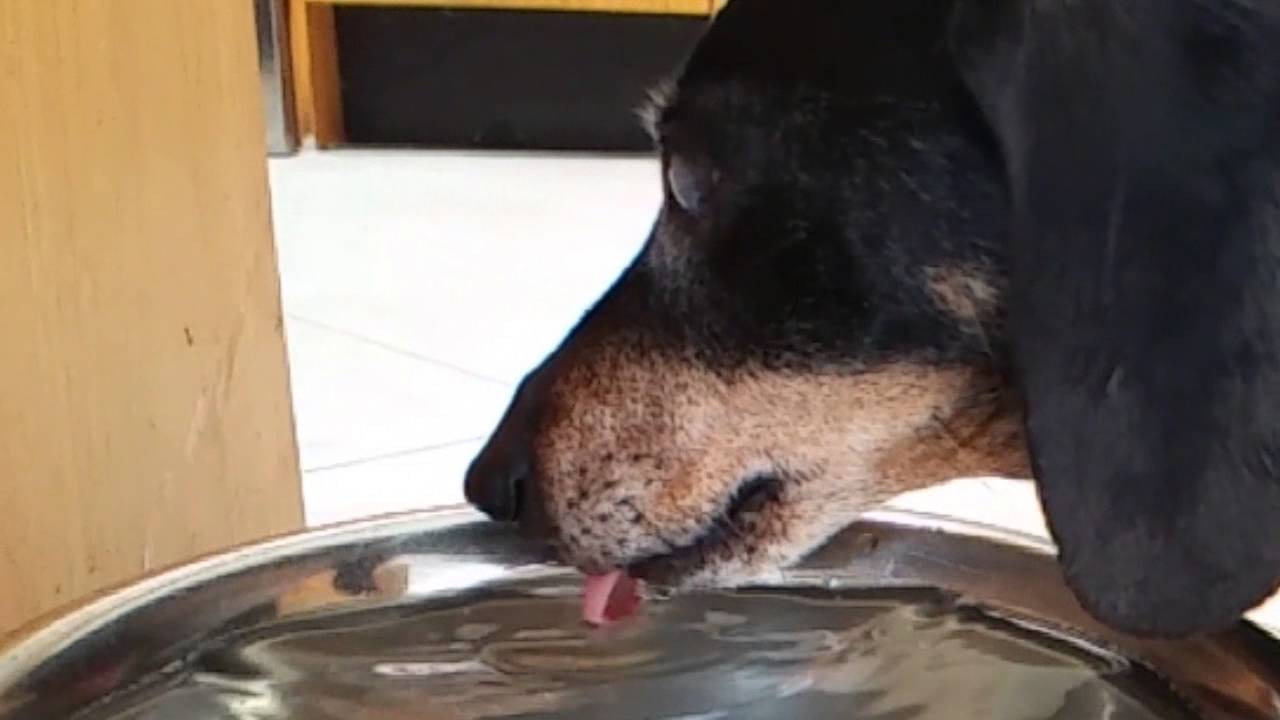 Resultado de imagen para dachshund dog drinking water