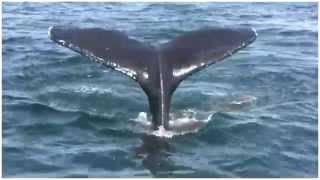 Video thumbnail of "The song of the world's last whale"