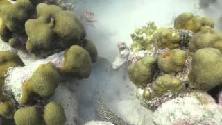 Spotted Moray Eel Eats Lionfish
