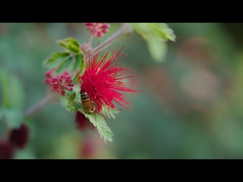 Video: Fairy Duster Plant: Calliandra Fairy Duster -pensaan kasvattaminen