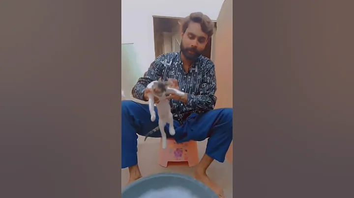 Video 10481261: cat bath shower, cat baby bathing