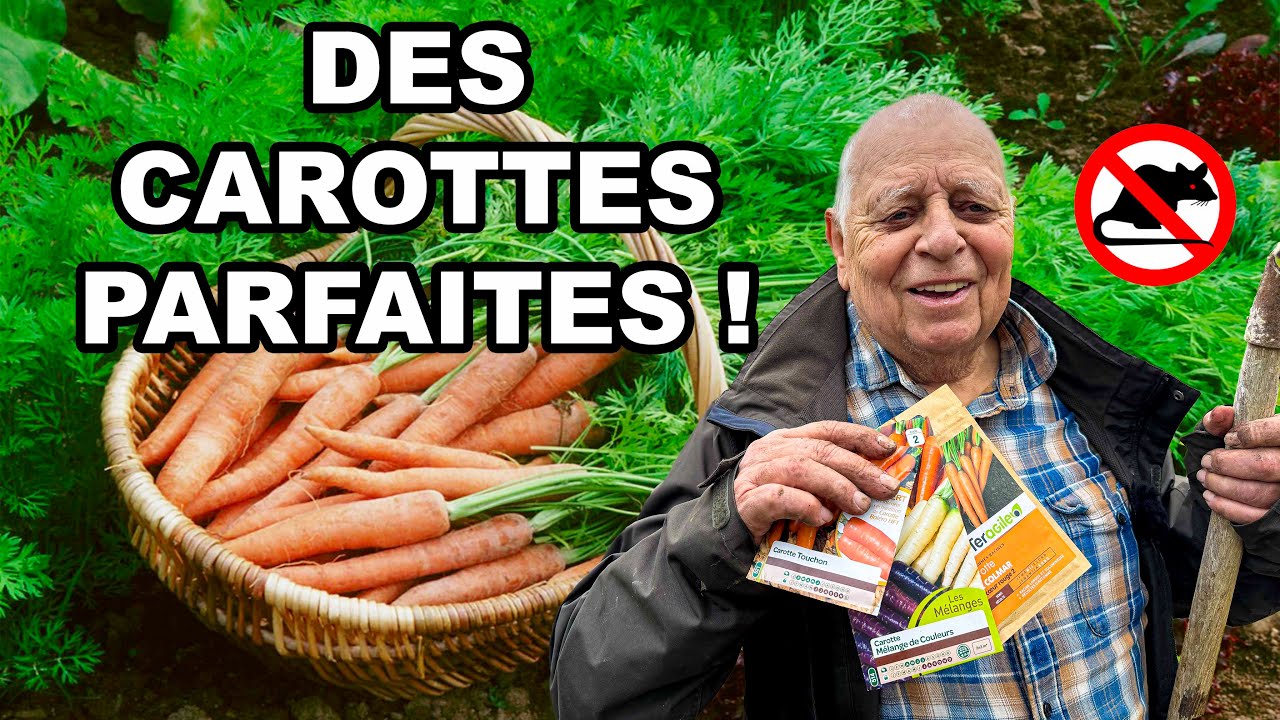 Marre des carottes ratées ? Testez ma technique INFAILLIBLE ! 🥕