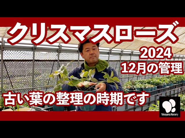 クリスマスローズ 12月の管理 ◇横山園芸 公式◇【2024】 - YouTube