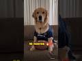 Golden Retriever Puppy Transformation 2 Months 🐕 to 10 months ❤️ #transformation #viral #doglover542