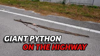 Famous I found a Giant PYTHON on the HIGHWAY (Solo Everglades Hunt!) Profile