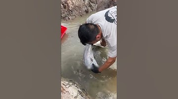 Vô tình bắt được con cá độc lạ bình dương | Review bắt hải sản #shorts #sanbathaisan