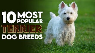 10 Most Popular and Adorable Terrier Dog Breeds