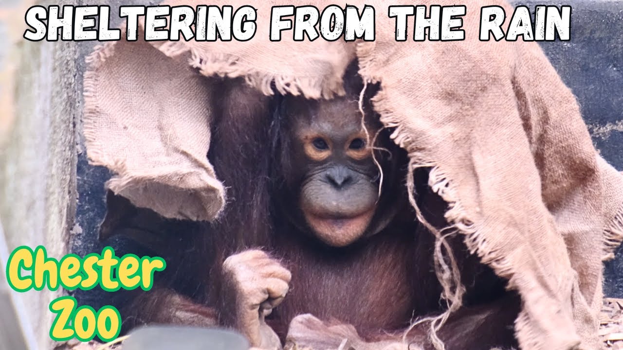 Sheltering From The Rain in The Realm Of The Red Ape