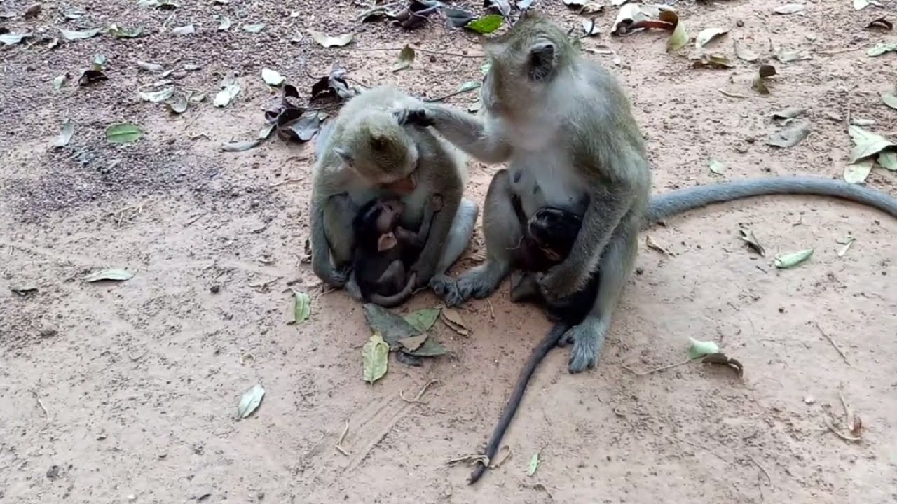 Baby Monkey Hungry Milk So Much, Why Not? ST20