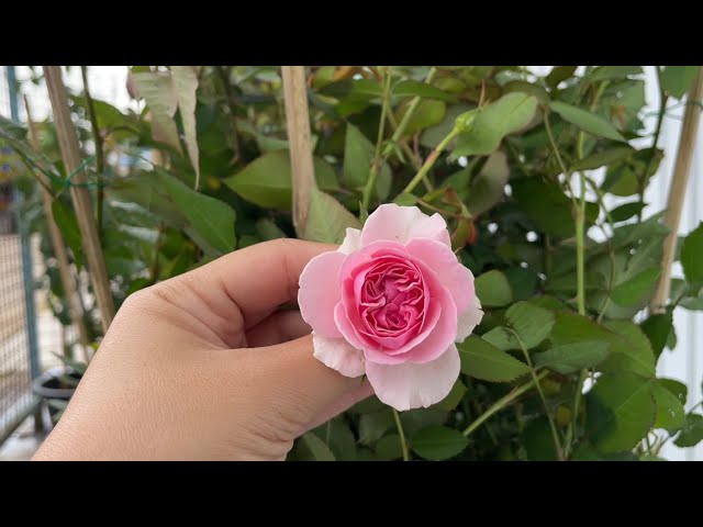 Unboxing 'Pixy ≡ ピクシー ≡ bred by Takunori Kimura' from RIL