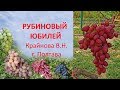 Виноград 2019  Виноград Рубиновый юбилей  Отзыв о винограде