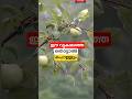 ലോകത്തിലെ അപകടകാരിയായ വൃക്ഷം #shorts #tree #malayalam