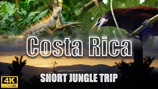 Short cinematic jungle trip. Wildlife of costa rica. (4k, FX3, DJI Mavic 3 Pro)