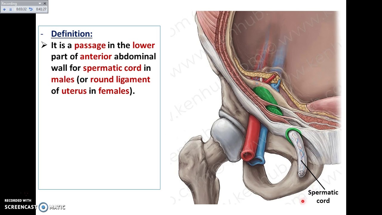 Inguinal Canal Anatomy Notes | @johari_mbbs_lectures #anatomy #medicine  #medical #doctor #art #physiology #surgery #anatomia #drawing #... |  Instagram