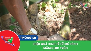 Hiệu quả kinh tế từ mô hình măng lục trúc