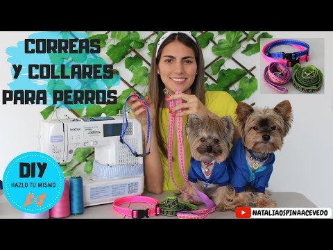 Video: Disfraces de Halloween DIY para perros: Chia Pet