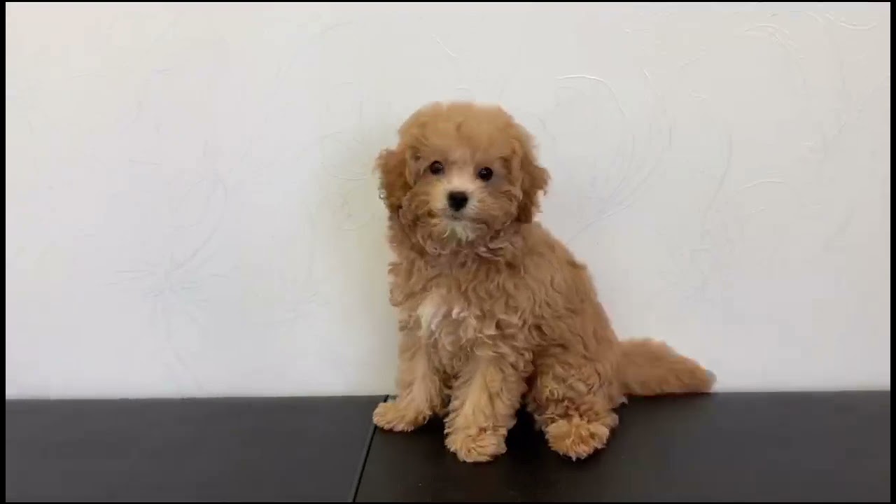 トイプードル