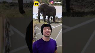 Il TREMENDO SEGRETO degli ELEFANTI!🐘 - 5 curiosità MERAVIGLIOSE