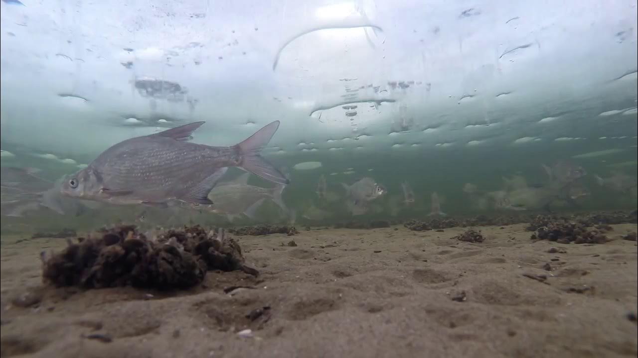 подводная съемка зимой. рыба подо льдом. подводная съемка зимой. подводная съемка зимой. рыба в озере.