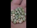Quick Tips about Growing Peas! #shorts